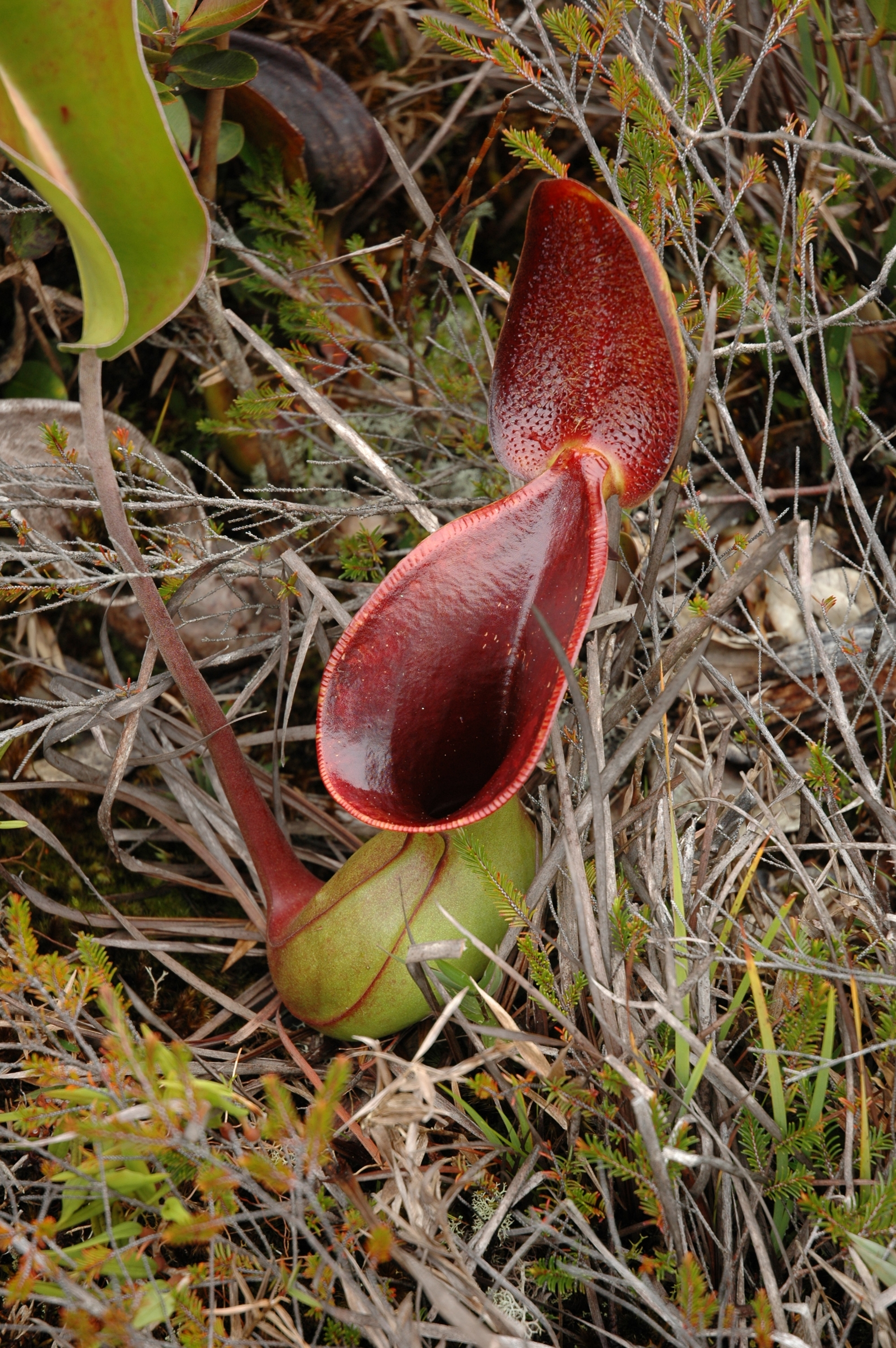 Upper pitcher of Nepenthes lowii in Borneo highlands