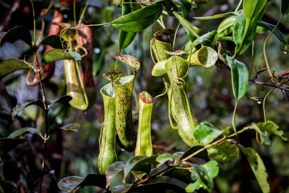 Nepenthes pitcher plant in Indonesian tropical forest