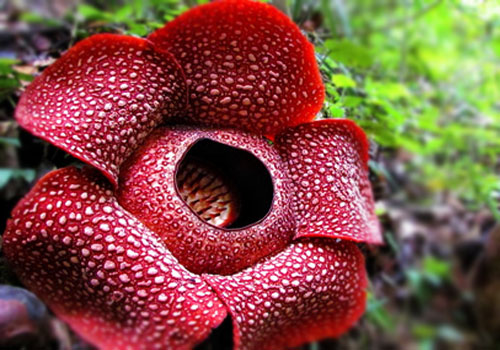 Blooming Rafflesia flower on the forest floor
